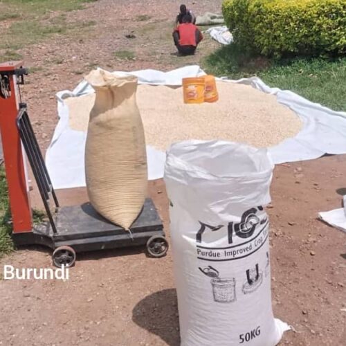 Bururi–Matana : farmers cry scam after three months without ANAGESSA payment