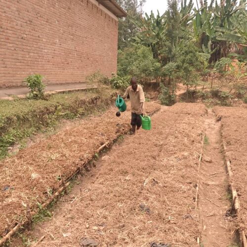 Bubanza : farmers worried about delayed rains and seed shortages