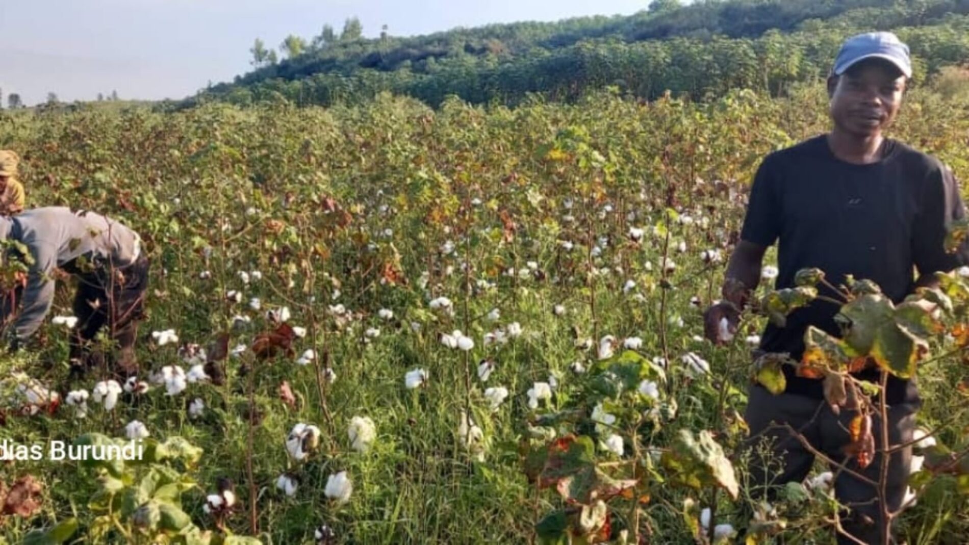 Burundi – Le coton burundais, une filière en perte de vitesse malgré les promesses de relance