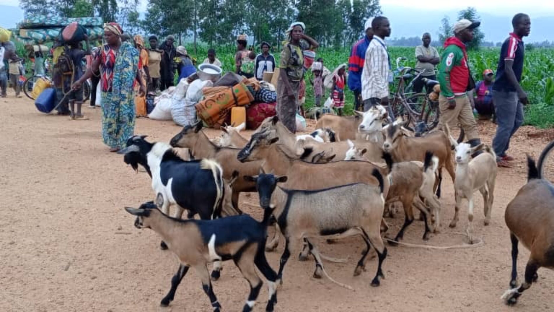 Mmiminiko kubwa ya Wakimbizi wa Kongo nchini Burundi: Kuingia kwa silaha, mivutano ya usalama, na mgogoro mkuu wa kibinadamu.