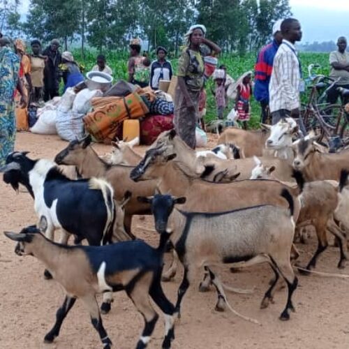 Mmiminiko kubwa ya Wakimbizi wa Kongo nchini Burundi: Kuingia kwa silaha, mivutano ya usalama, na mgogoro mkuu wa kibinadamu.