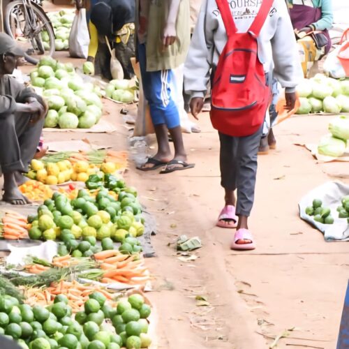 Bujumbura : the urea shortage threatens rice production