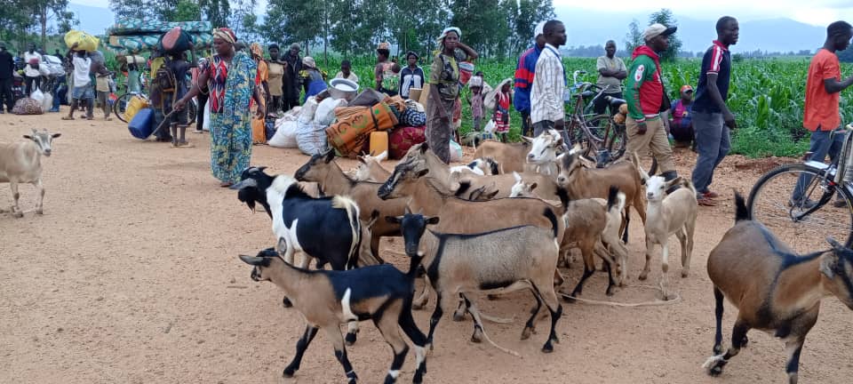  Des réfugiés congolais arrivent avec leurs troupeaux près de la rivière Rusizi, frontière naturelle entre la RDC et le Burundi. Plusieurs milliers de personnes, dont certains hommes armés, ont franchi la frontière depuis la chute successive des cités de la plaine de la Rusizi à partir du 1ᵉʳ décembre 2025. ©SOS Médias Burundi