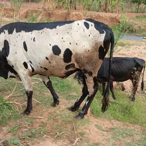 Burundi: Ugonjwa wa ngombe wenye madoa na ugonjwa wa miguu na mdomo waangamiza ng’ombe