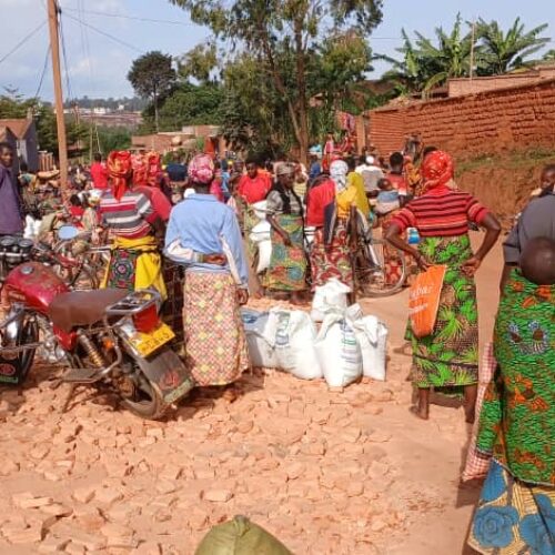 Gitega : the fertilizer shortage threatens crops and food security
