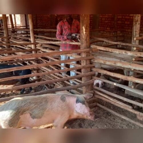 Butanyerera: Mlipuko wa Erisipela ya nguruwe walemaza ufugaji wa nguruwe katika tarafa ya Kiremba