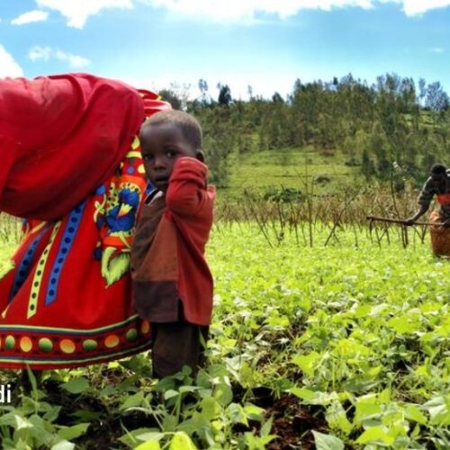 Kiremba: Ucheleweshaji wa mbolea na serikali kutochukua hatua kunatishia usalama wa chakula cha wakulima