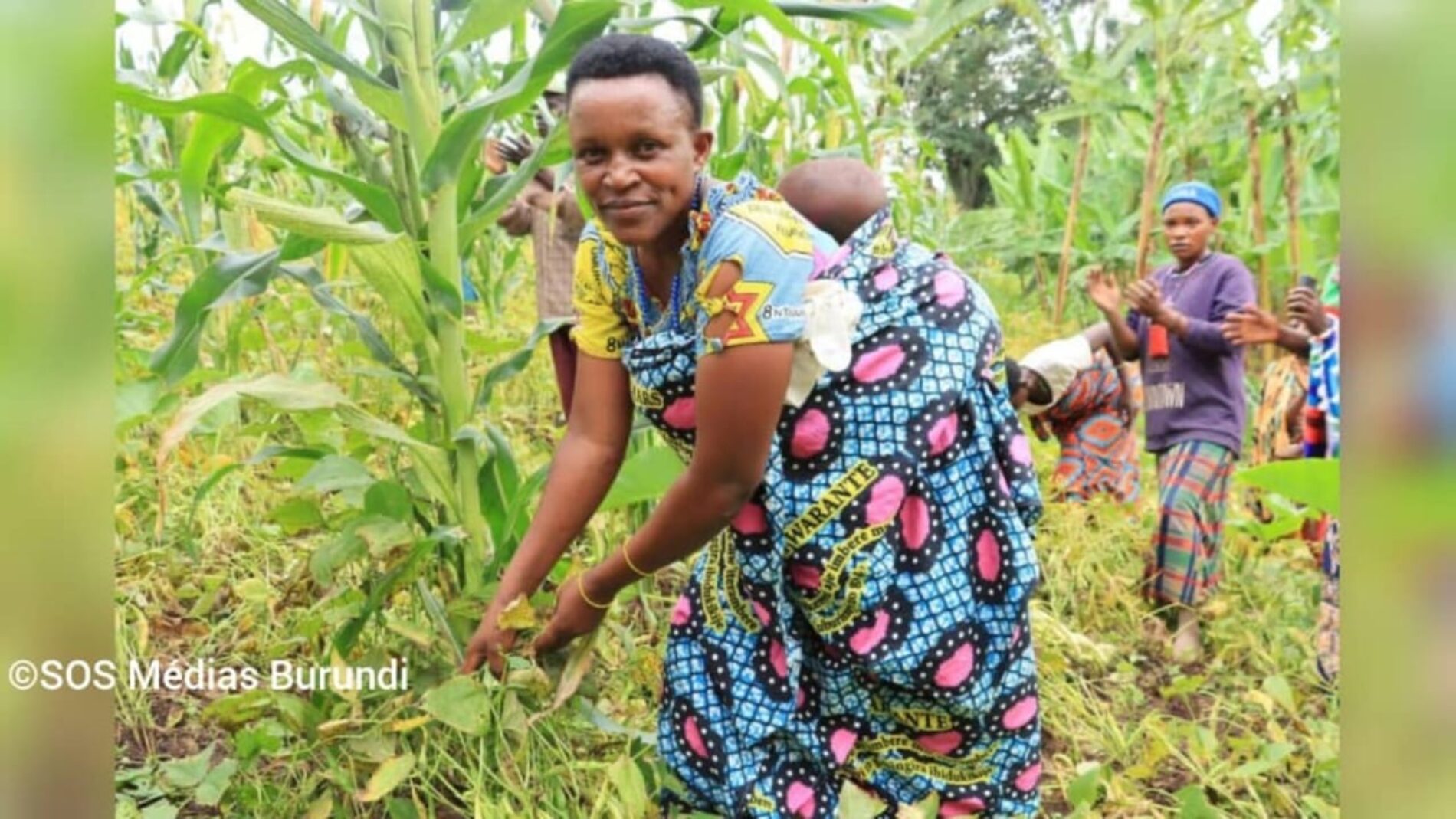 Kiremba : end of planting without fertilizer, farmers on the brink of despair