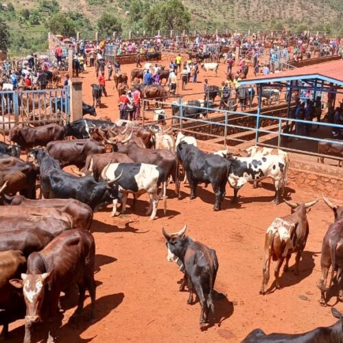 Rutegama livestock market : a drinking water shortage worries traders and users