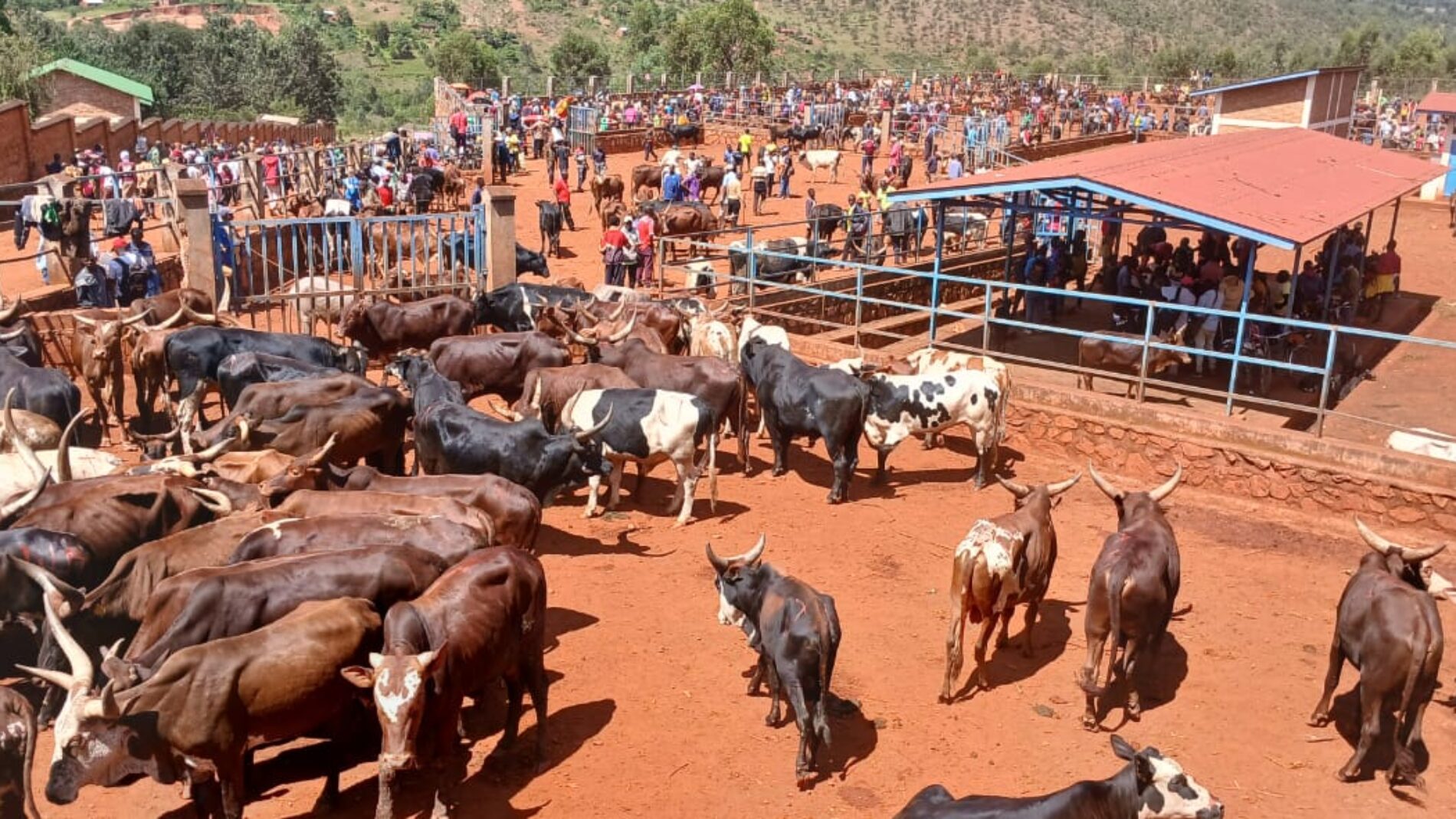 Marché du bétail de Rutegama : une pénurie d’eau potable qui inquiète commerçants et usagers
