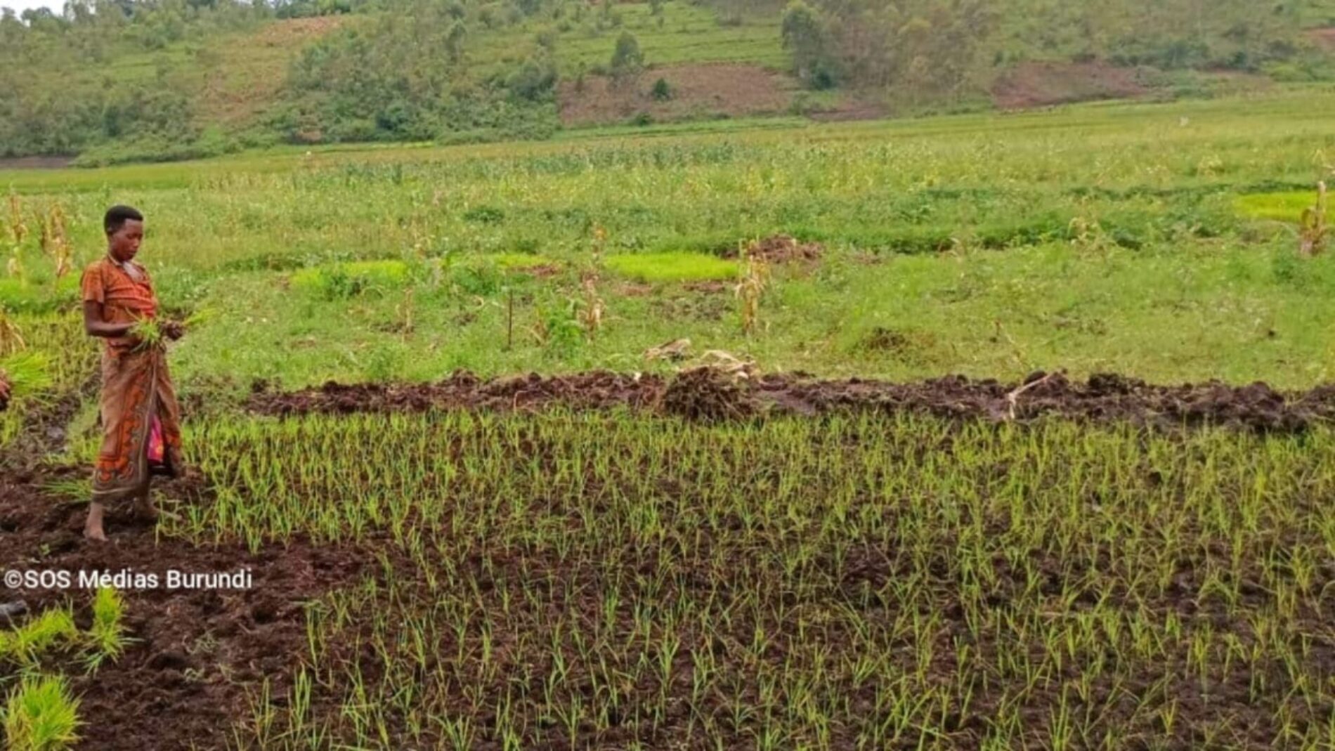 Mpanda: Tuhuma za uhifadhi wa maji unaofanywa na kampuni ya Imbonerakure zawaacha wakulima wa mpunga kwenye mashaka