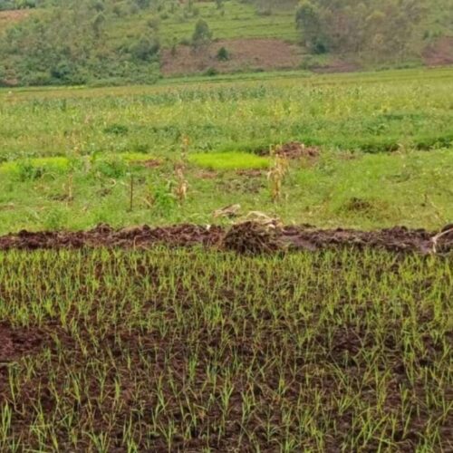 Mpanda: Tuhuma za uhifadhi wa maji unaofanywa na kampuni ya Imbonerakure zawaacha wakulima wa mpunga kwenye mashaka