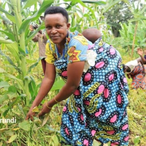 Kiremba : the bean harvest collapses, farmers sound the alarm