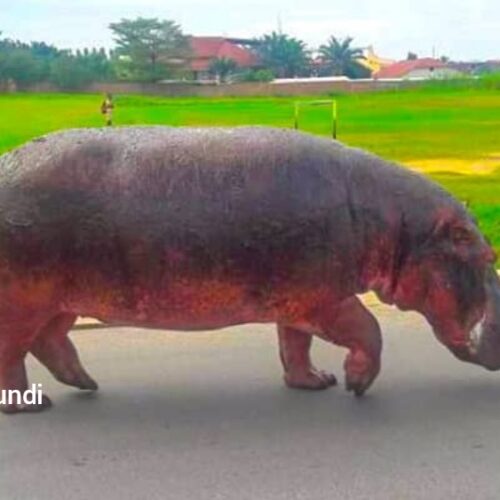 Ziwa Tanganyika: viboko waendelea kuua, kumi wafa ndani ya mwezi mmoja