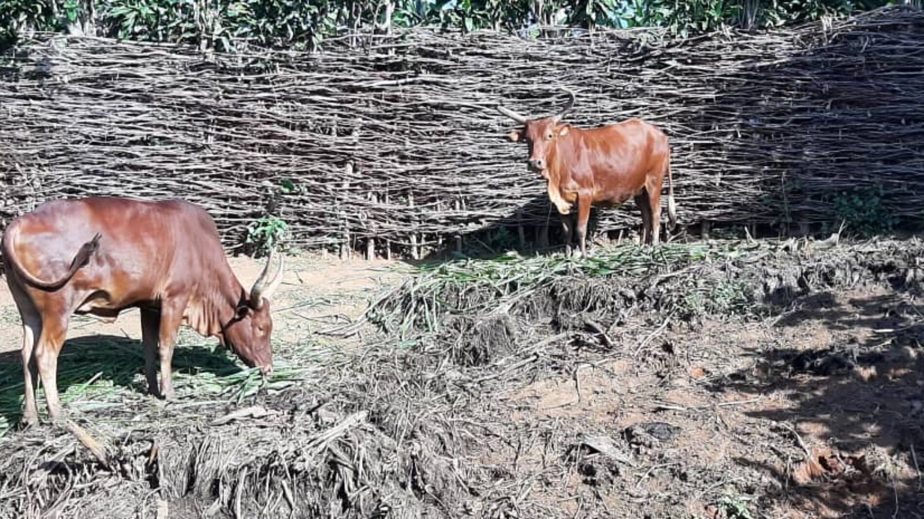 Burunga: Zoezi la chanjo ya mifugo laanza hatimaye baada ya miezi kadhaa ya hasara