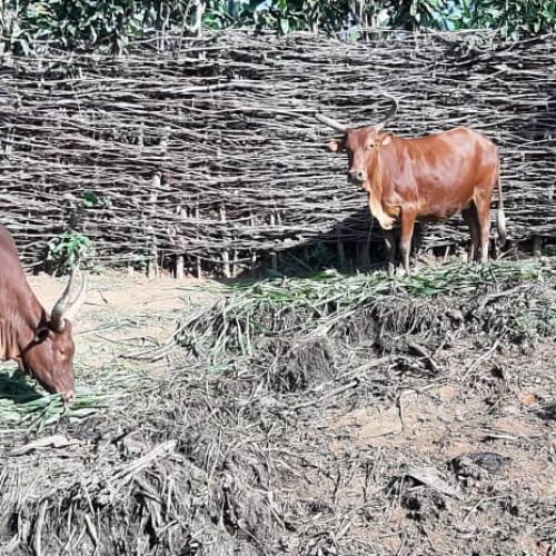 Burunga: Zoezi la chanjo ya mifugo laanza hatimaye baada ya miezi kadhaa ya hasara