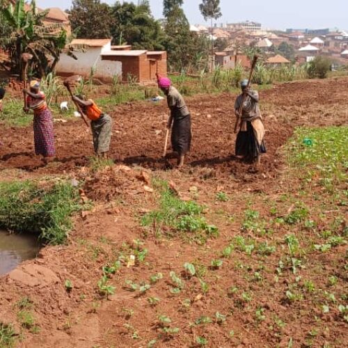 Gitega: Uhaba wa mbolea ya FOMI wazua hofu ya njaa katika Msimu wa Kilimo wa C
