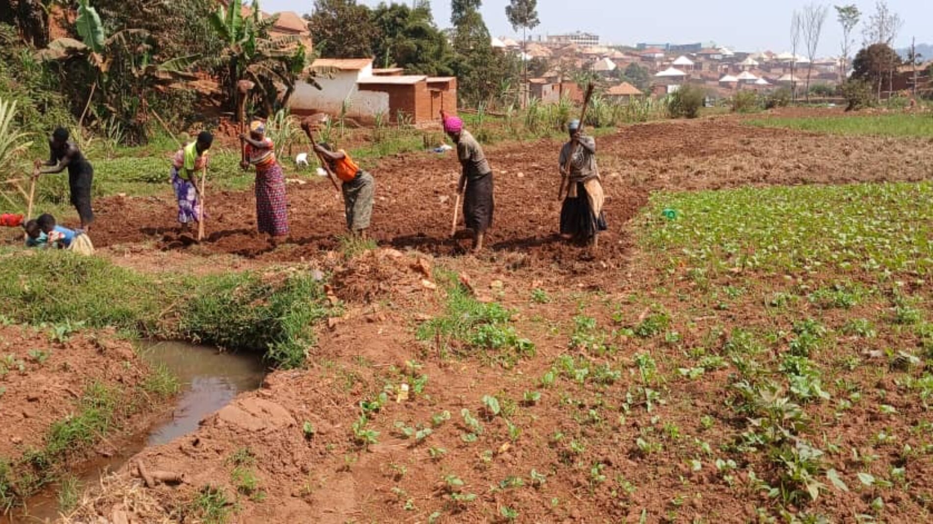 Gitega : the FOMI fertilizer shortage raises fears of a famine-prone season C