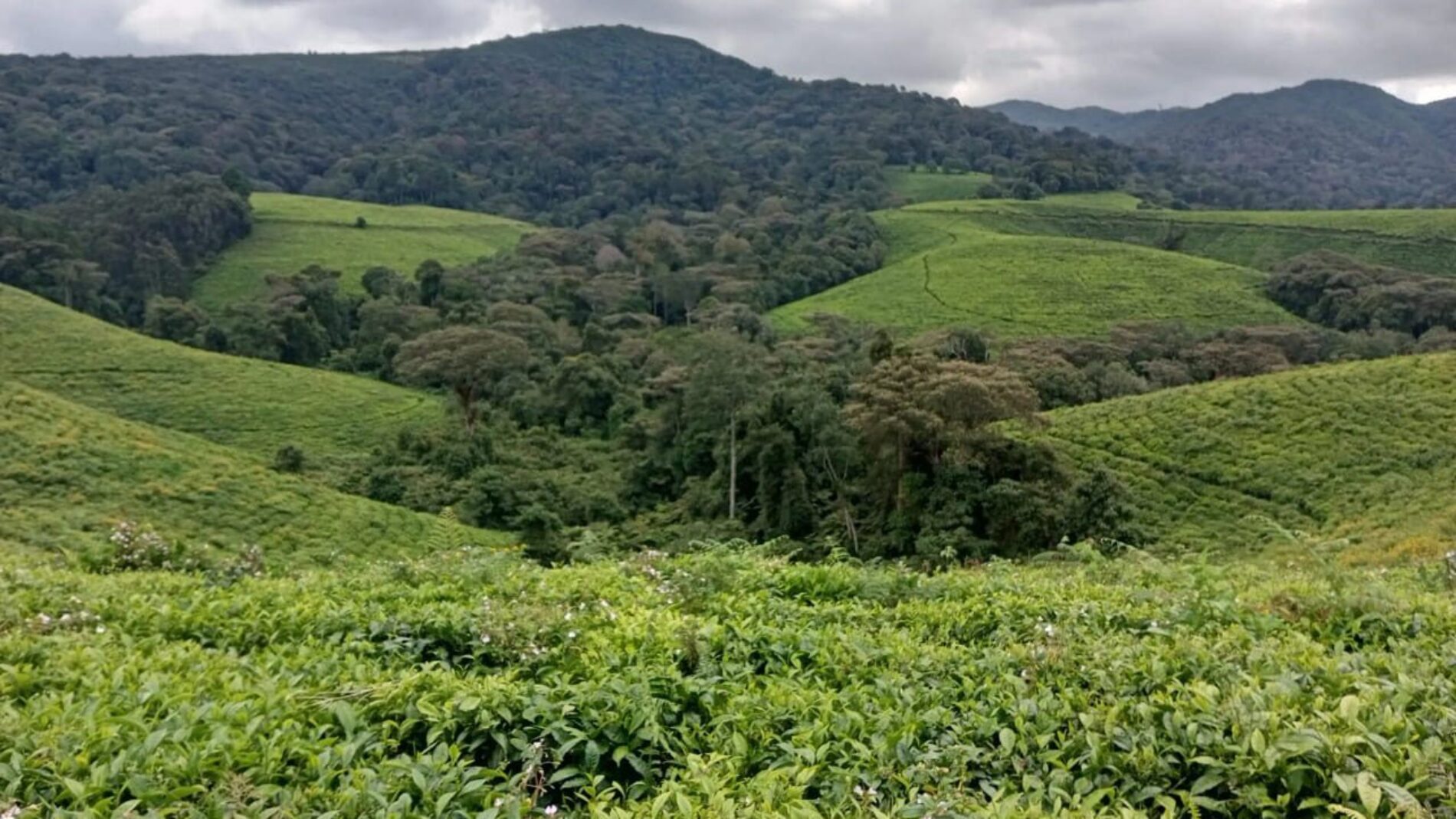 Tea farming in Burundi : 1,300 hectares abandoned or destroyed, production down 30%