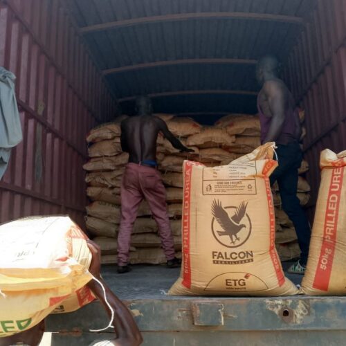 Bubanza : farmers face a persistent shortage of chemical fertilizers