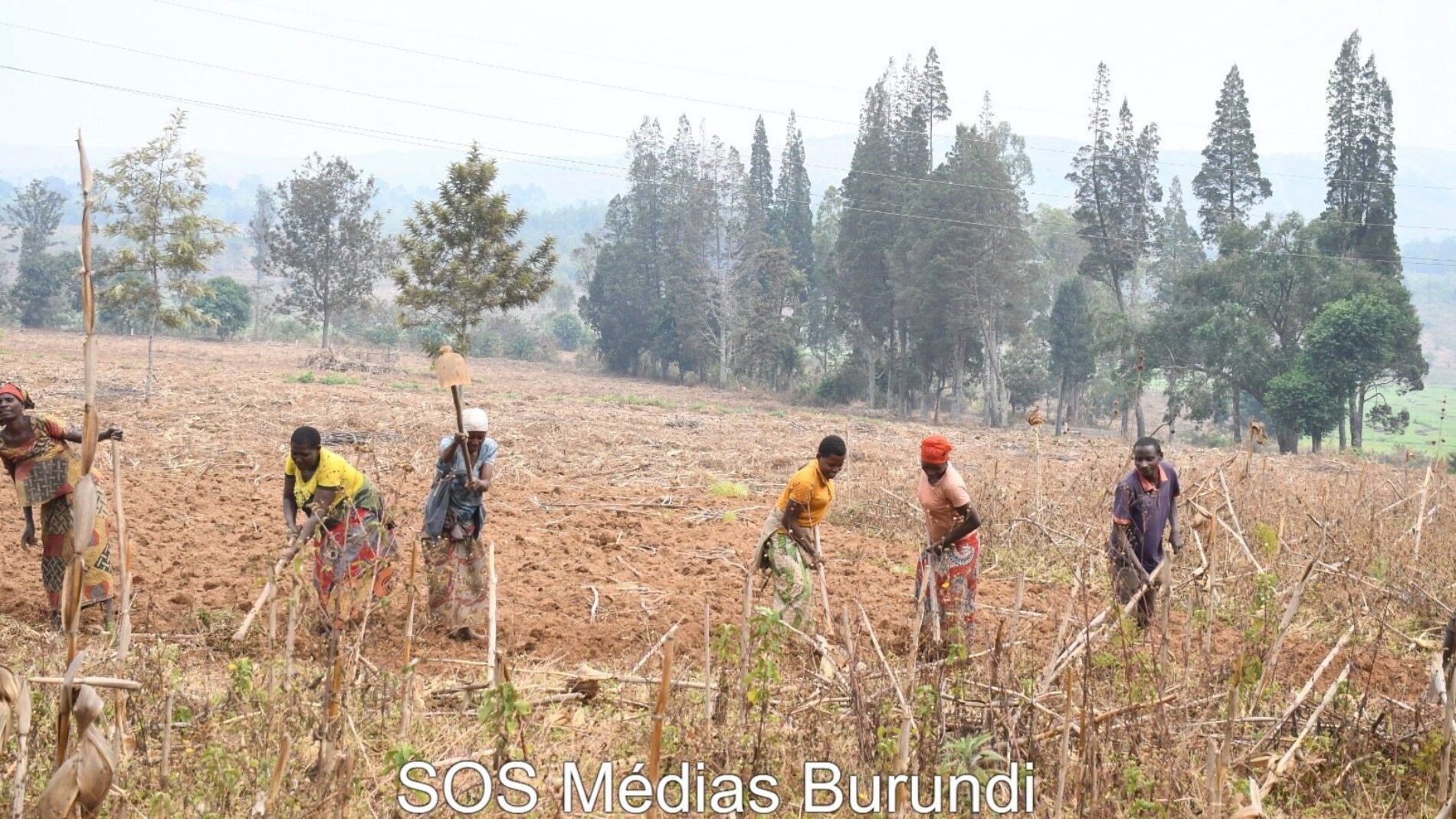 Ruyigi : three seasons without fertilizer, farmers accuse the State of impoverishing them with empty promises