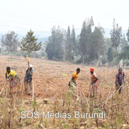 Ruyigi : three seasons without fertilizer, farmers accuse the State of impoverishing them with empty promises