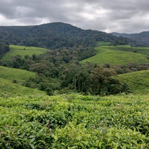 Théiculture au Burundi : 1 300 hectares abandonnés ou détruits, la production chute de 30 %